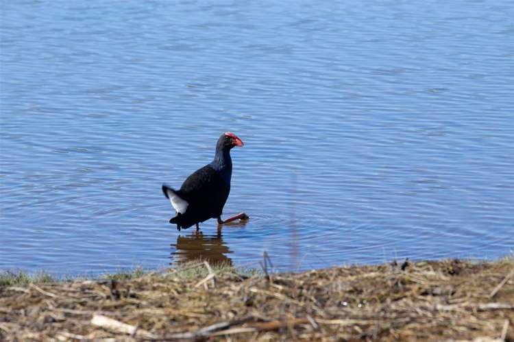 88 Queens Avenue Waikuku Beach_14