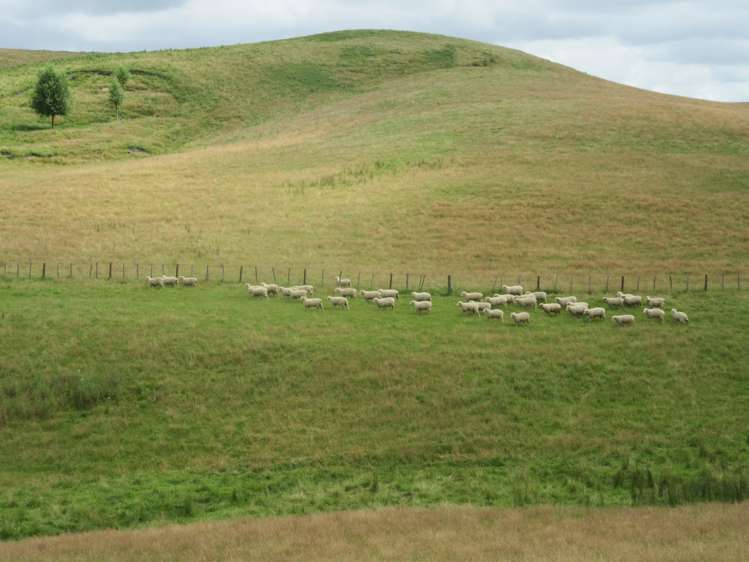 359 Mangatarata Road Hawkes Bay_11