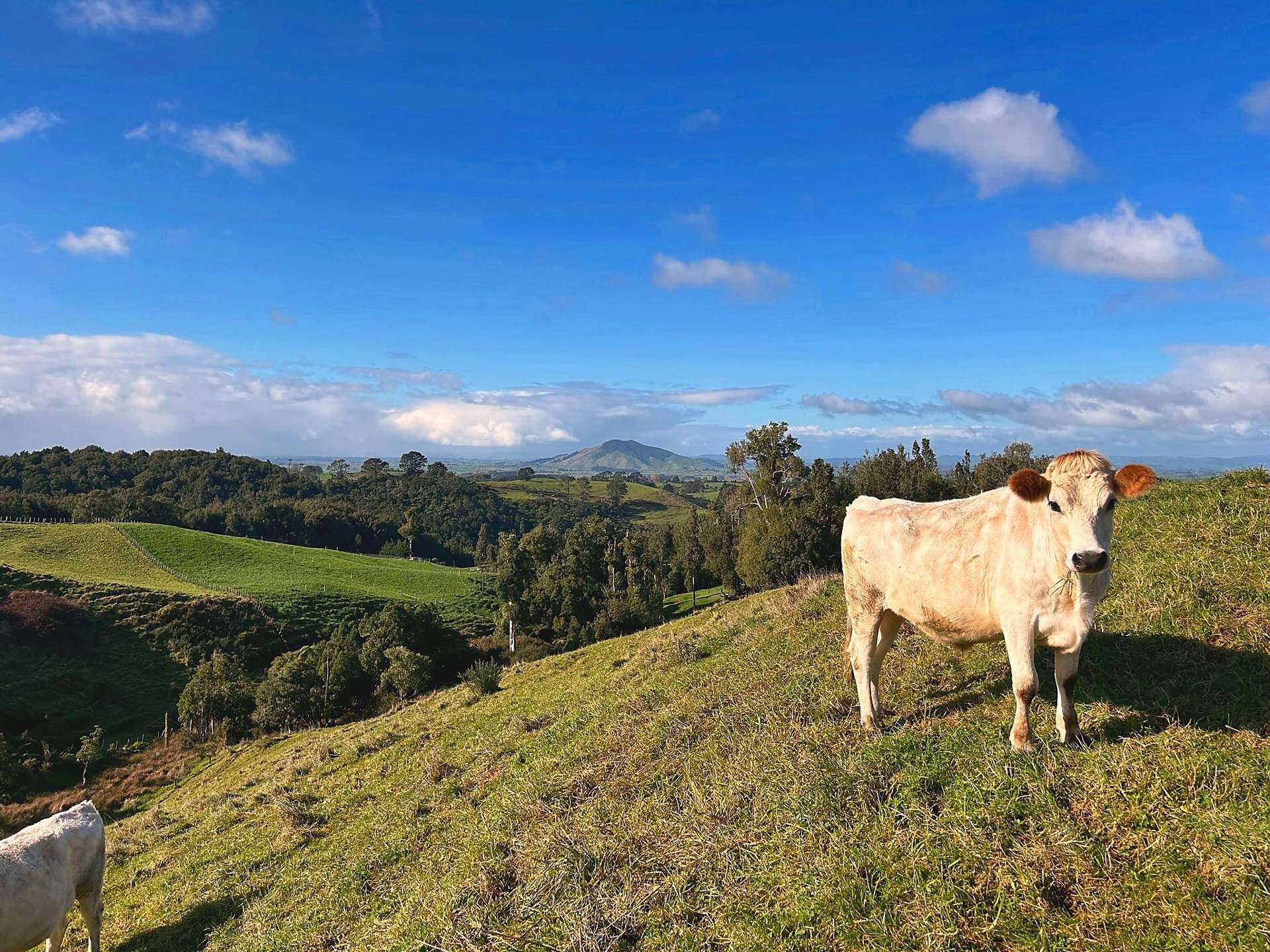 194E Pekanui Road Pirongia_0