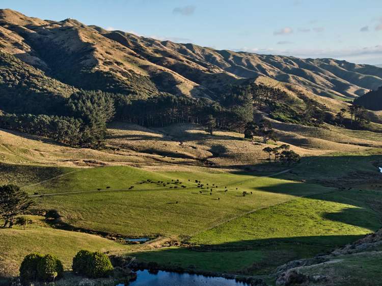 Pikarere Farm Porirua_20