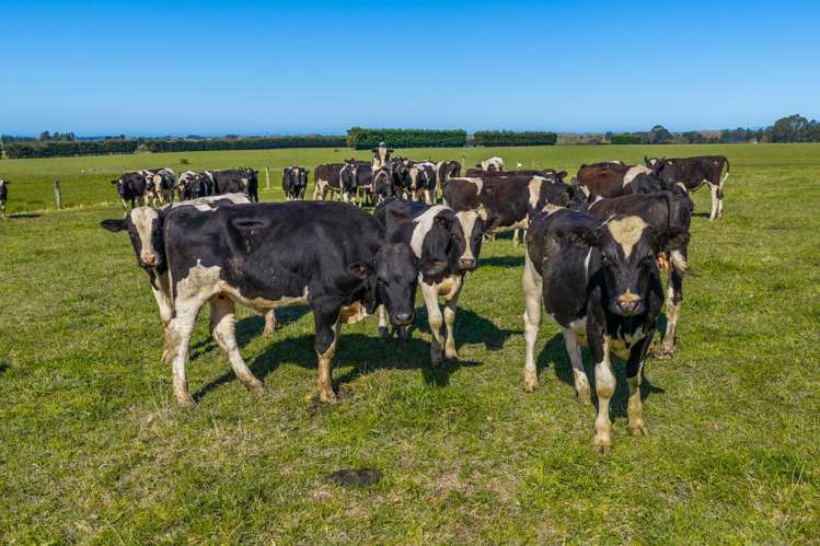266 Rangiora Leithfield Road Sefton_18