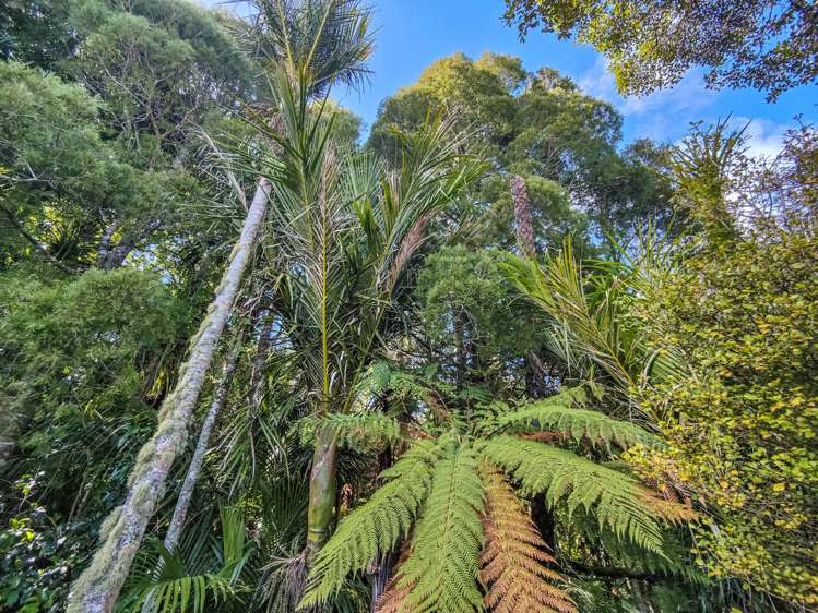 26 Mamari Road Broadwood_23