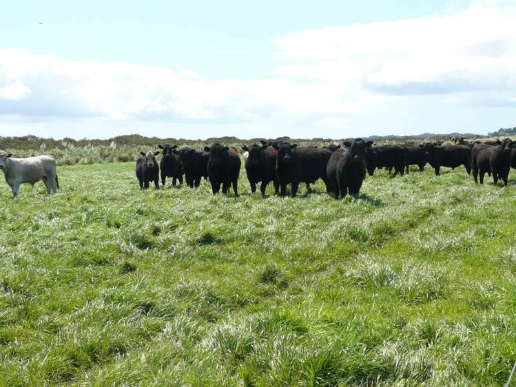 403c Kumi Road Awanui_17