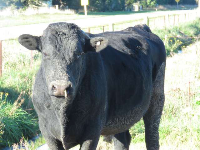 893 Tramway Road Mount Somers_3