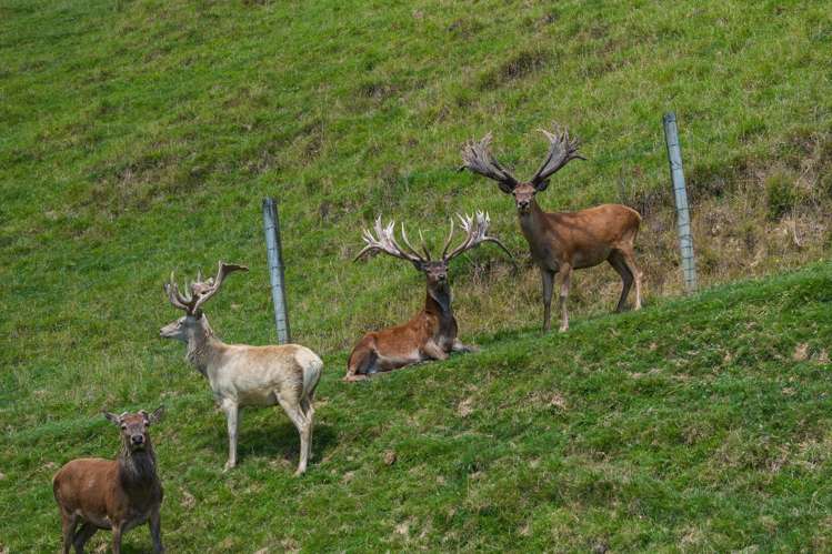 Lot 1 Anakoha Bay Marlborough Sounds_34