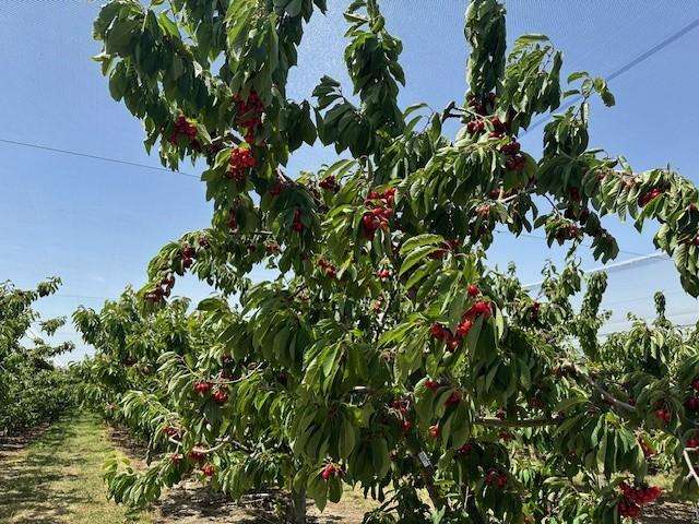 6 Mt Pisa Road Cromwell_1