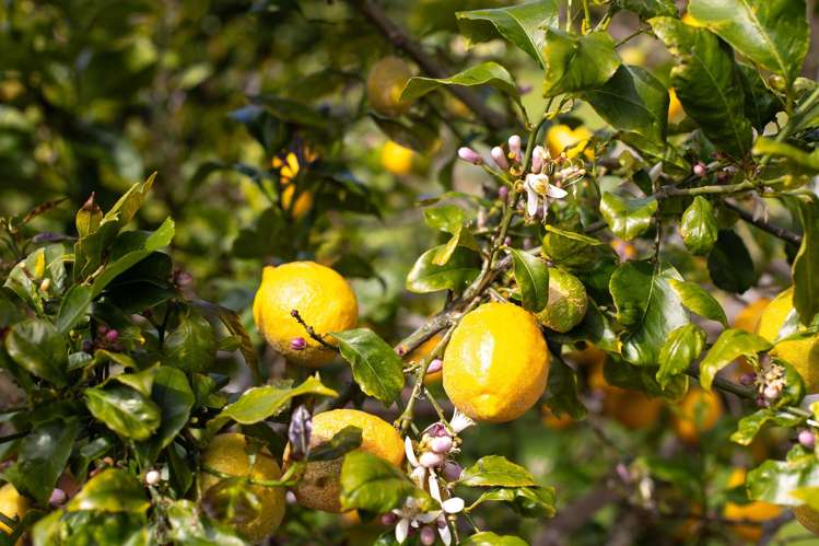 69 Mahinepua Road Kaeo_24