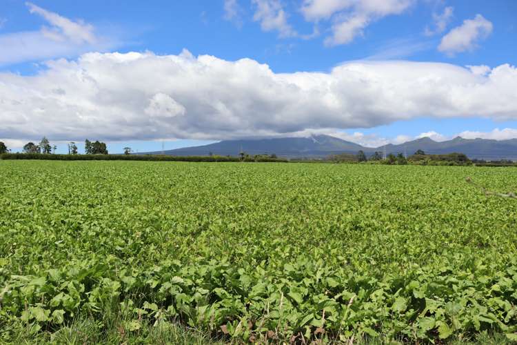 50 Bedford Road North Inglewood_18