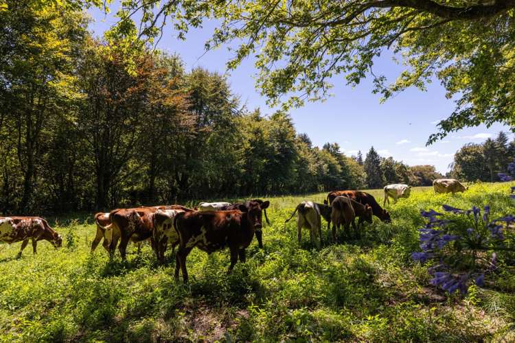 72 Belk Road South Omanawa_31