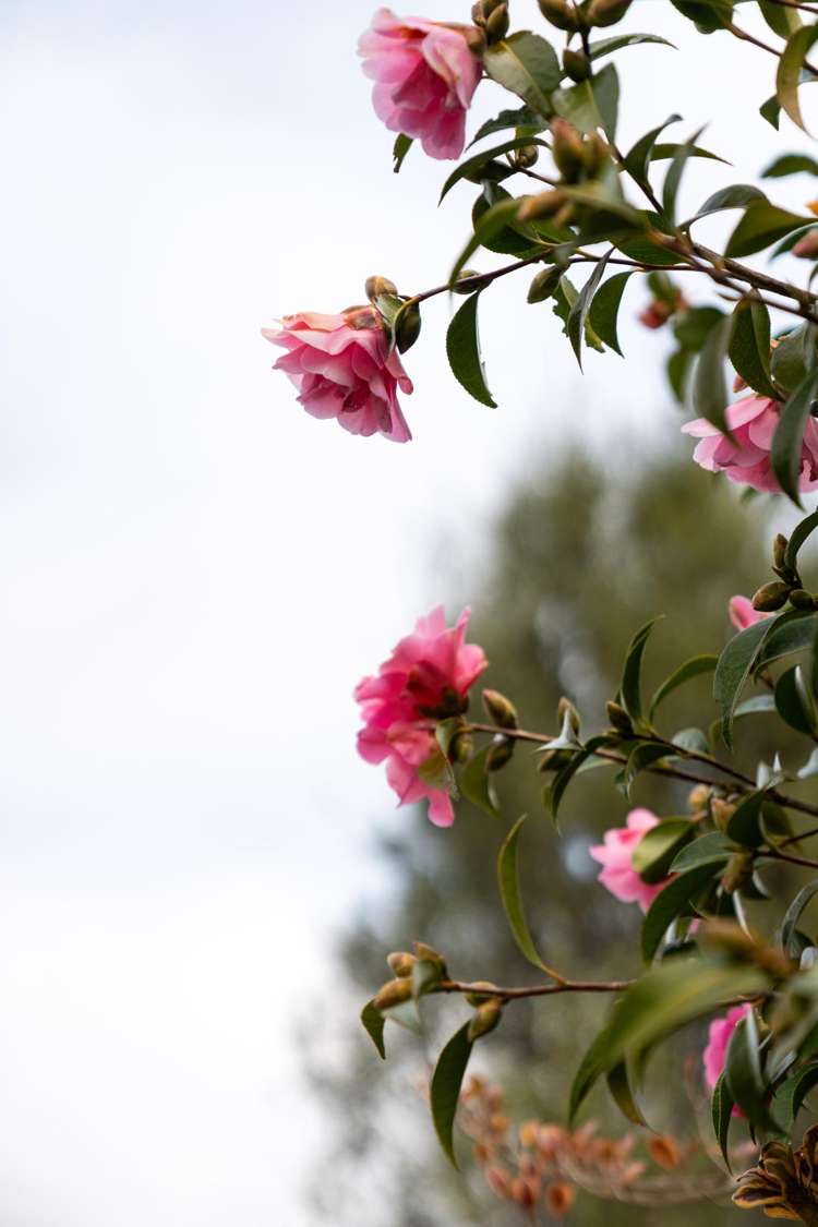 7A Queen Alexandra Street Lansdowne_23