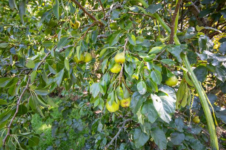 531 Milner Road Glen Oroua_17