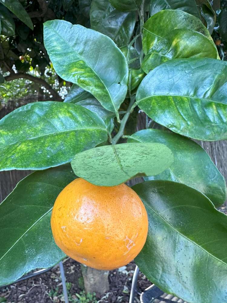 Racecourse Motel Paeroa_8