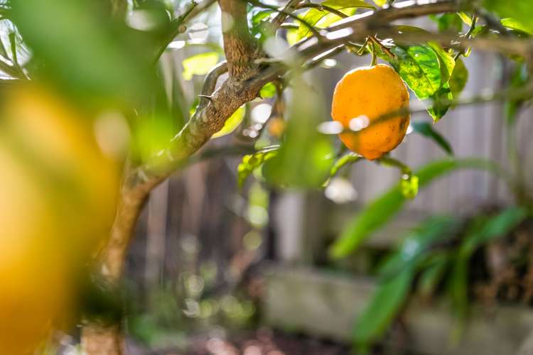 28 Kingfisher Road Silverdale_14