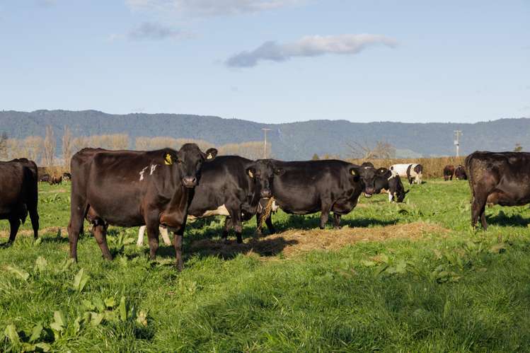 416 Wardville Road Matamata_19