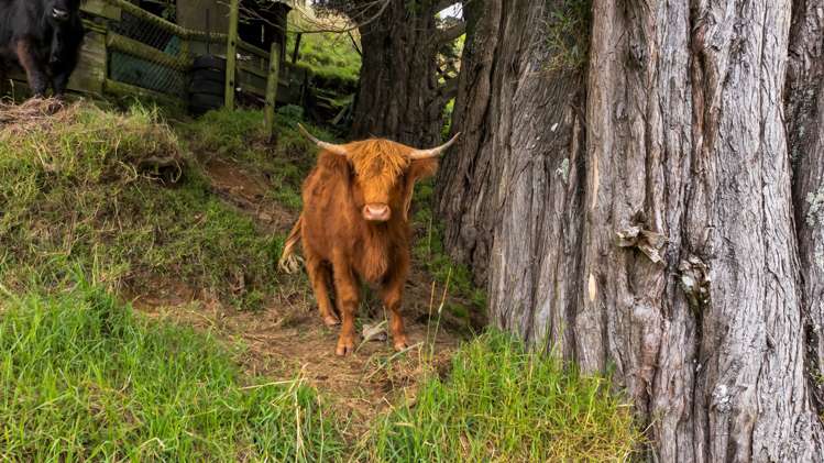 101 Ridgewood Drive New Plymouth_48