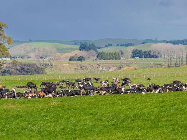 236 Tower Street Ormondville_7