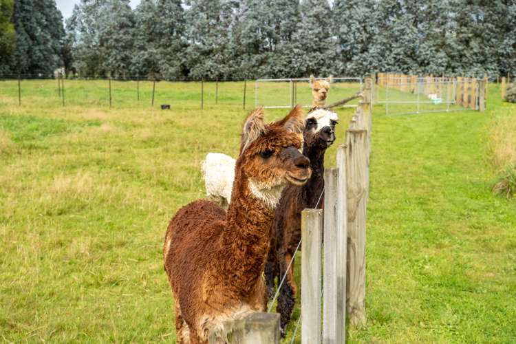 75 Andersons Line Carterton_15