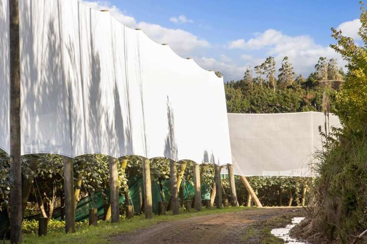 175 Busby Road Katikati_7