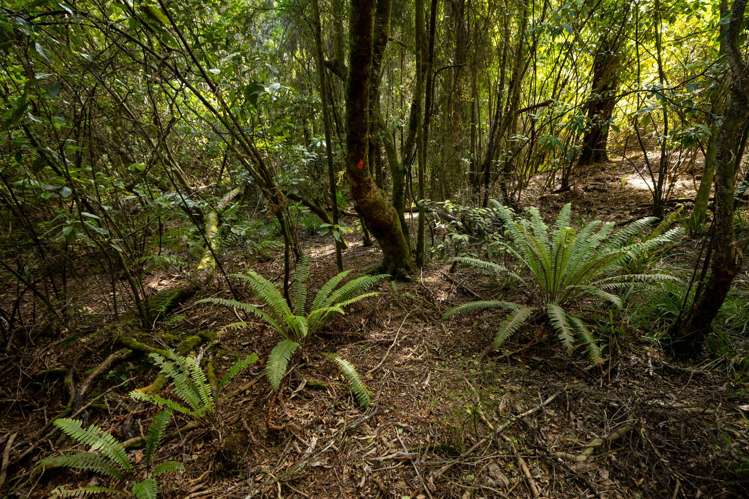 Waiwhero Road Ngatimoti_13