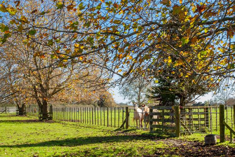 1463 Alexandra Road Waharoa_7