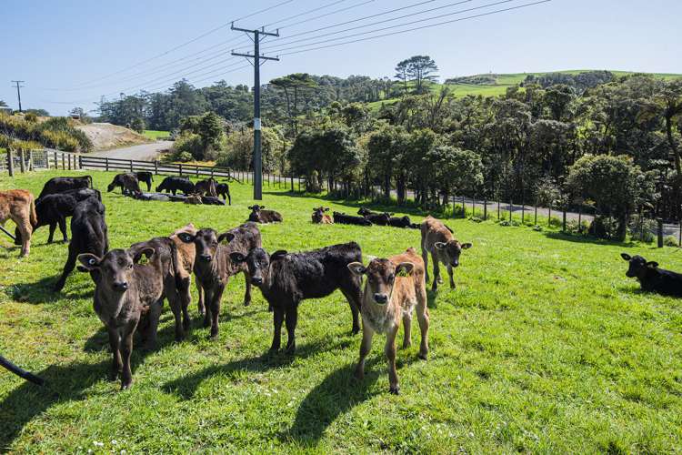 24 Foster Road Dargaville Surrounds_12