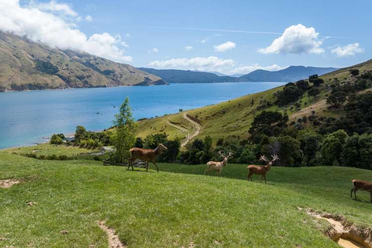 Lot 1 Anakoha Bay Marlborough Sounds_54