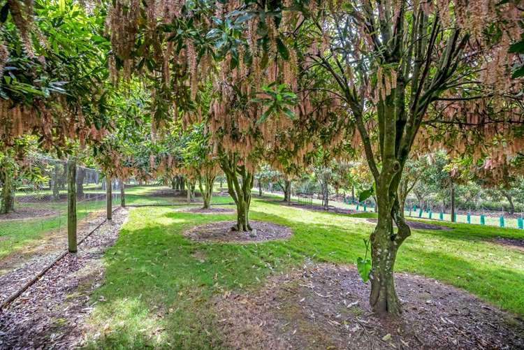 59E Riddell Road Kerikeri_35