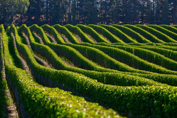 1479 Redwood Pass Road Seddon_5