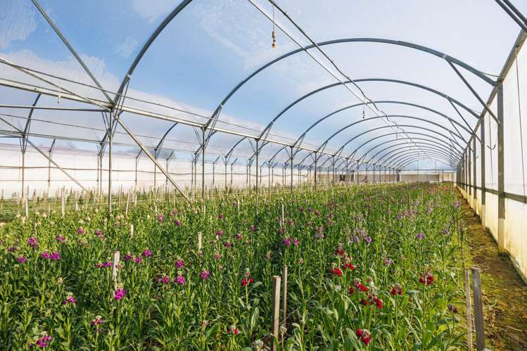 7 Campbell Road Aorangi_18