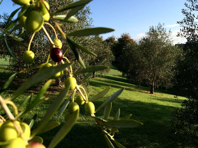 221 Prescott Road Ruakaka_7