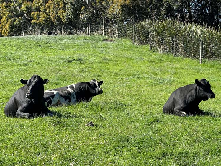 30 Frazer Road Gore Surrounds_7