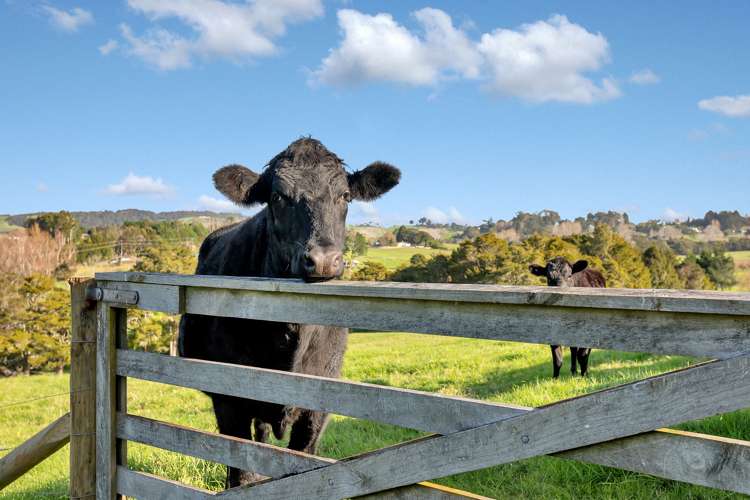 86 Mangapai Road Mangapai and Surrounds_21