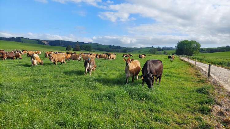 3308 State Highway 1 Hukerenui_9