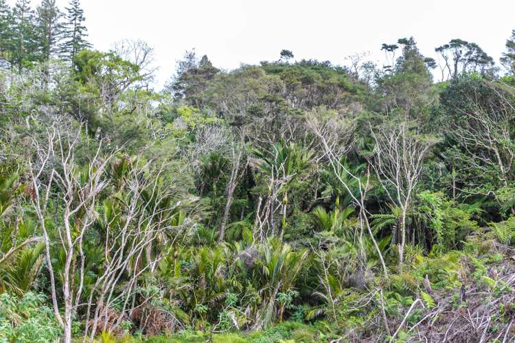 982B Manaia Road Coromandel_28