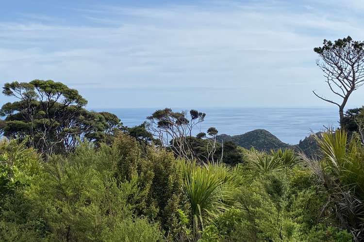 203 Piha Road Piha_39