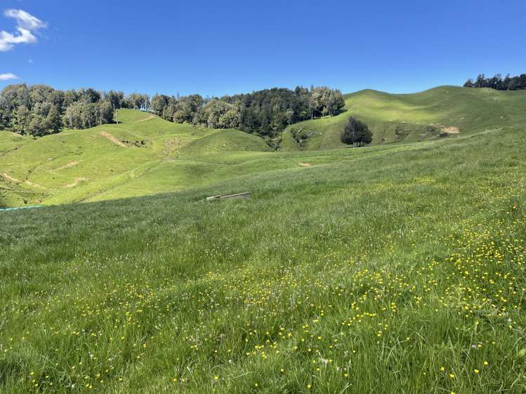 104 Tapuae Road Honikiwi_4