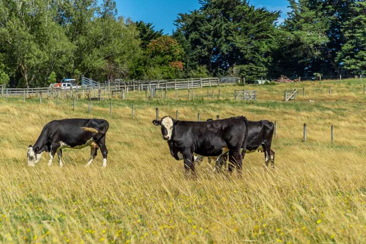 45 Beckwiths Road Glentunnel_25