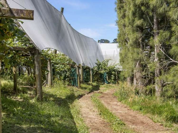 229 Walford Road Katikati_1