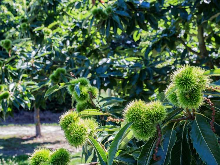 205 Hursley Terrace Road Amberley_24