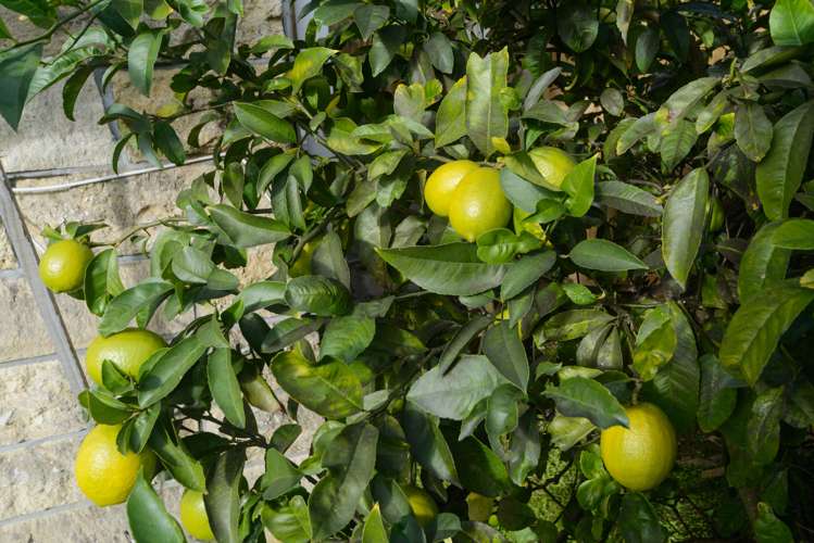 45 Manapouri Crescent Hokowhitu_25