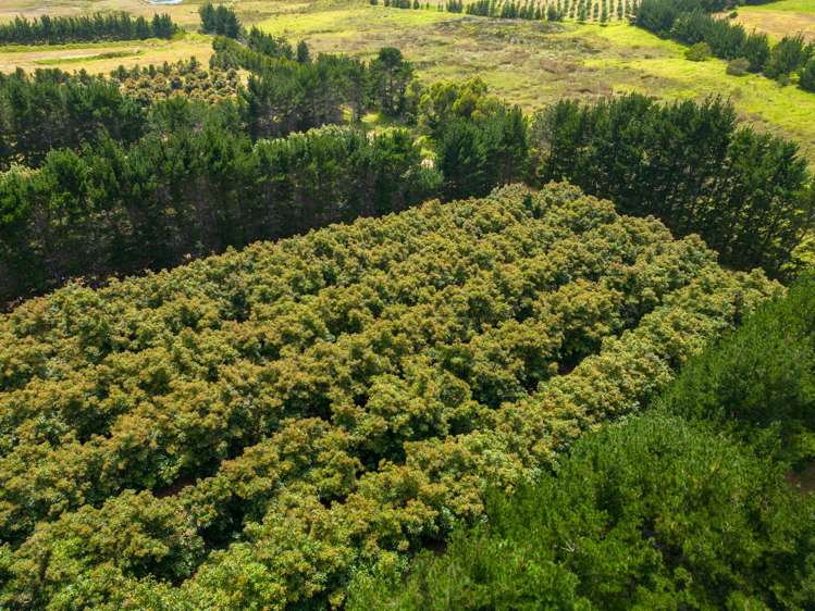 5126 State Highway One Ngataki_9