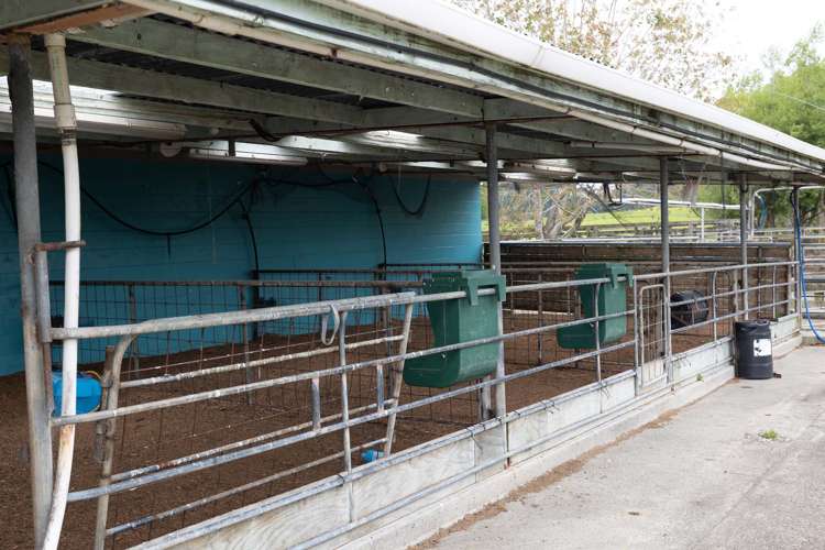 1557 Waihue Road Dargaville Surrounds_22