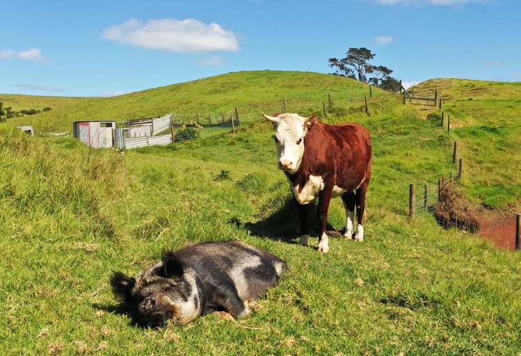 1339 South Head Road South Head_9