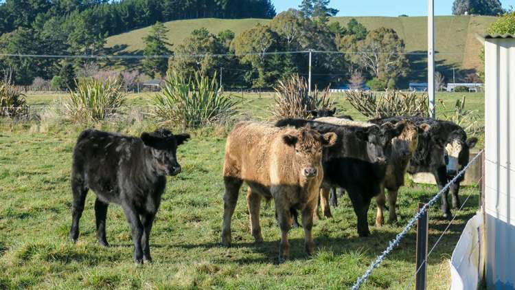 1972 State Highway 63 Wairau Valley_14