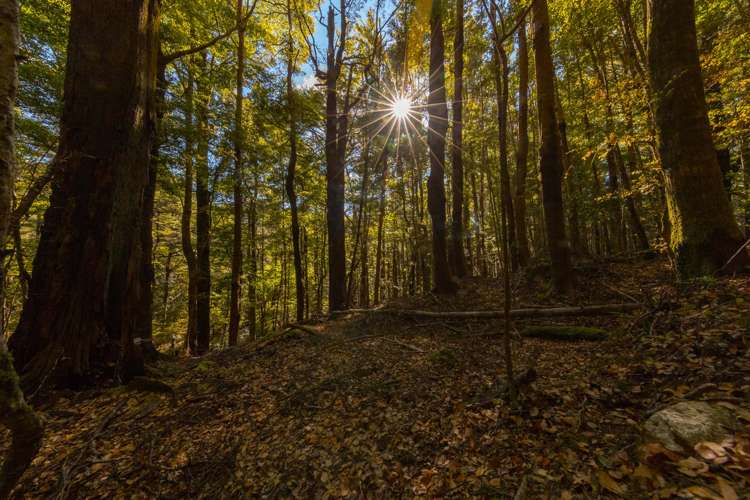 419b Katherine Mansfield Drive Blue Mountains_11