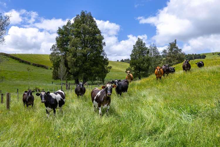 467A Te Mata Road Raglan_11