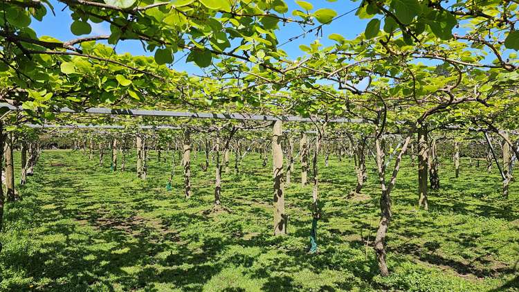 566 Belk Road Kaimai_16