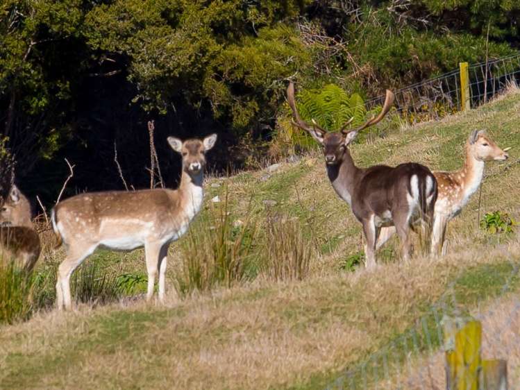 55 Maungatapu Road Rai Valley_13