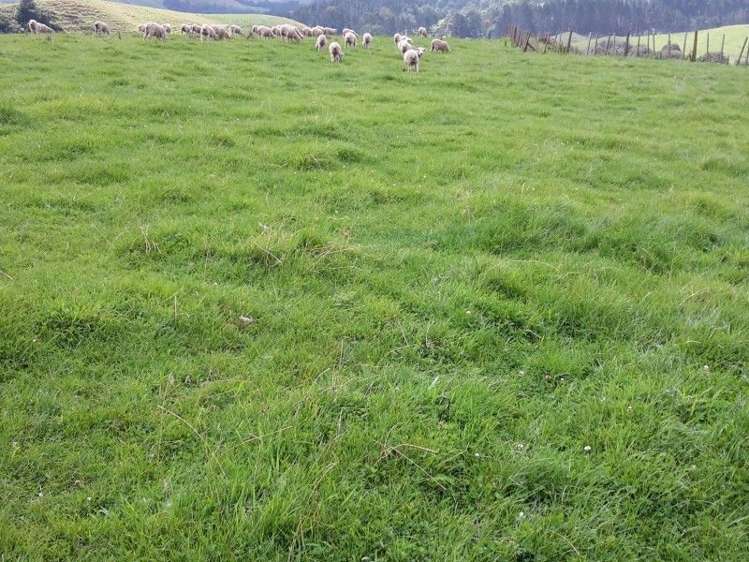 446 Stanley Road Te Popo_27