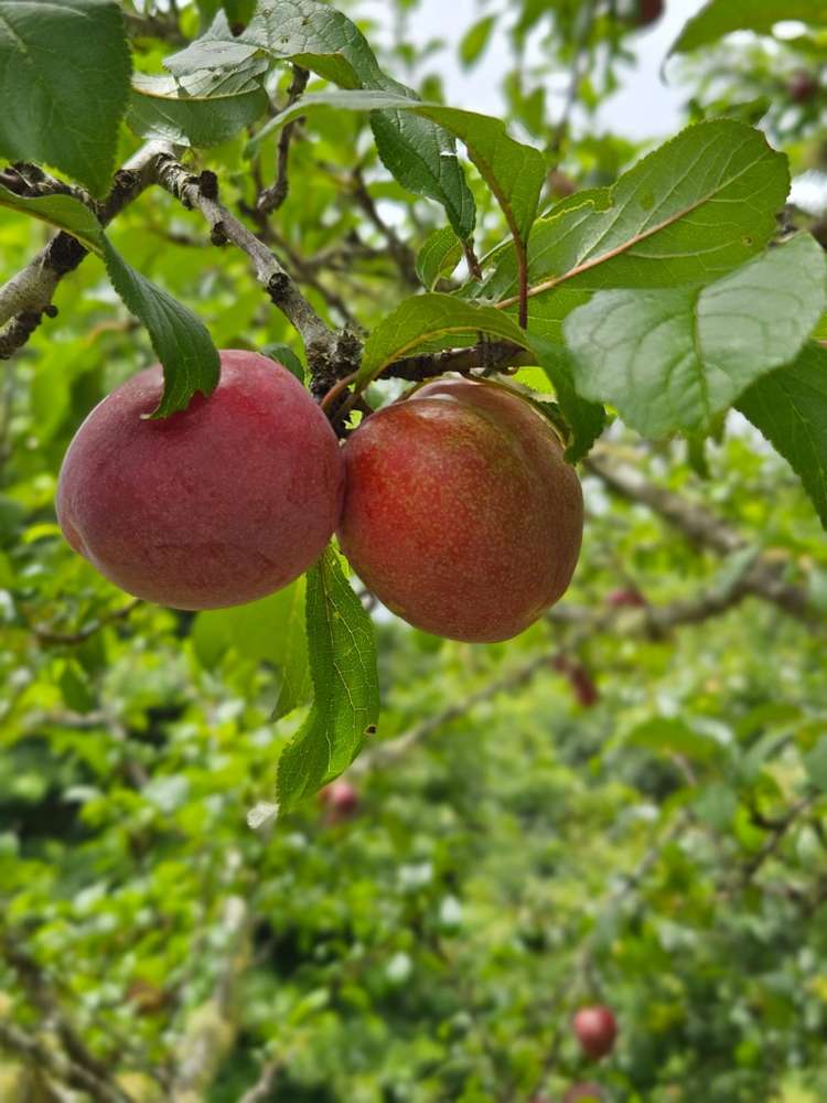 48 Mccathie Road Puhoi_22